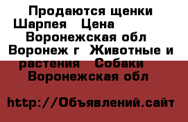 Продаются щенки Шарпея › Цена ­ 18 000 - Воронежская обл., Воронеж г. Животные и растения » Собаки   . Воронежская обл.